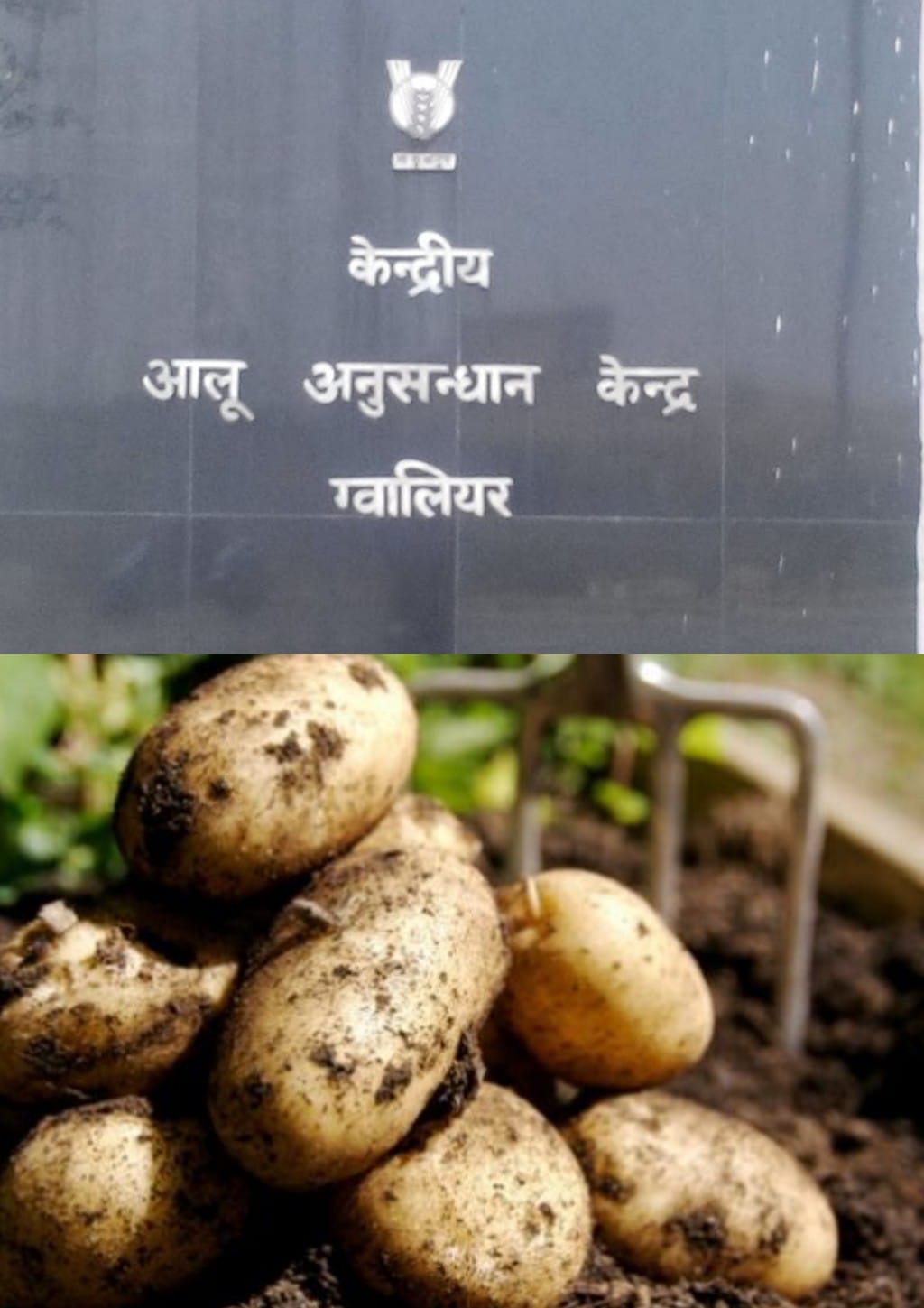 कृषि  वैज्ञानिकों के शोध में आलू आने वाले वक्त में सेहत बनाने के साथ ही बीमारियों को दूर भगाने में अहम रोल निभाएगा