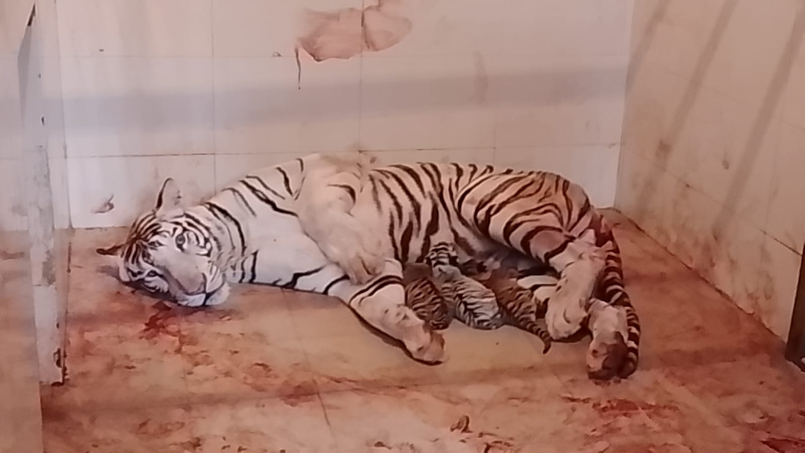 चिड़िया घर में खुशी की लहर मीरा ने तीसरी बार फिर जन्में 3 शावक सभी स्वस्थ ज़ू प्रबंधन करेंगा एक माह निगरानी